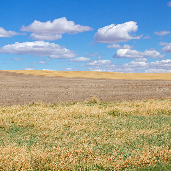 plains